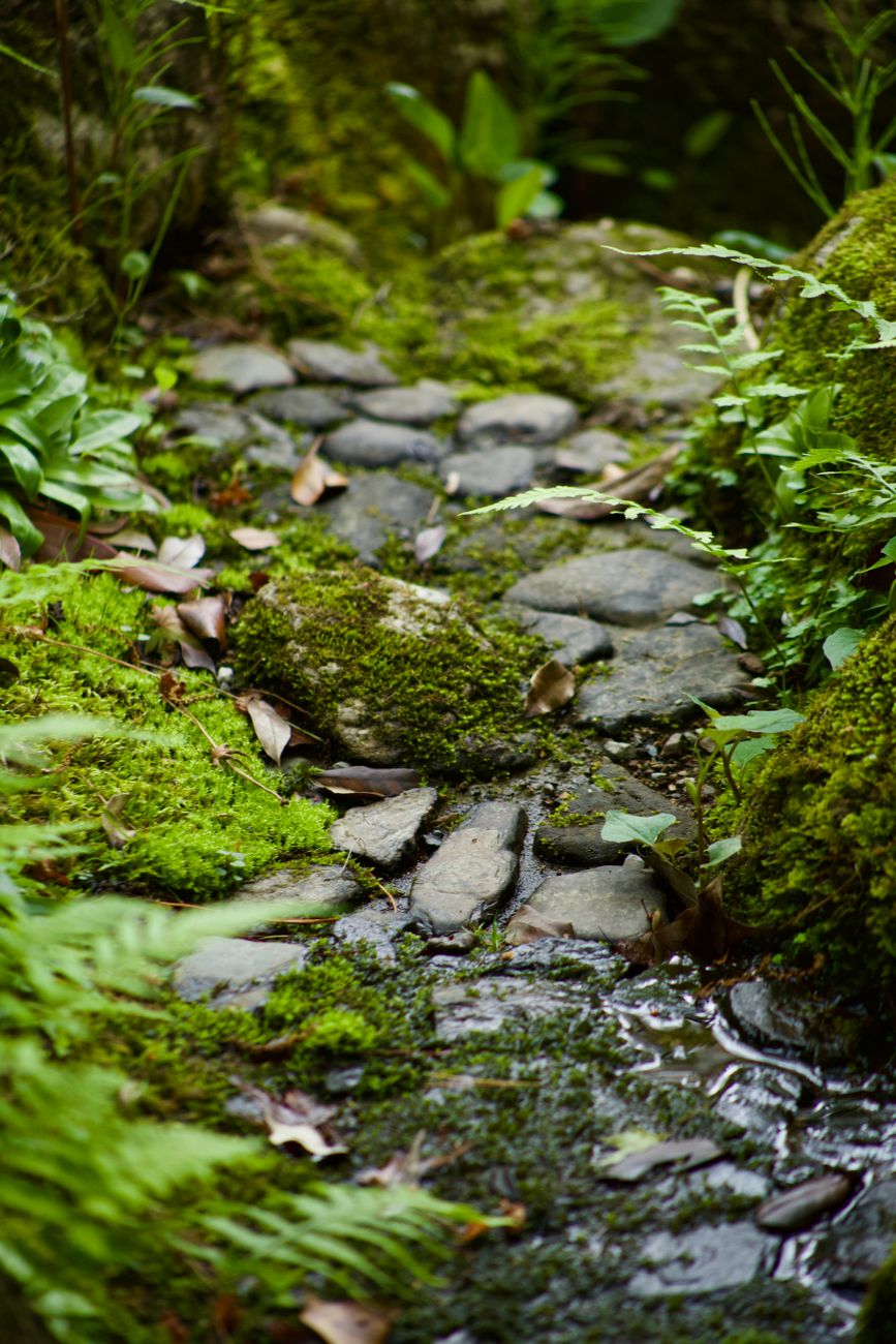 Kyoto moss garden and cedar forest walkway